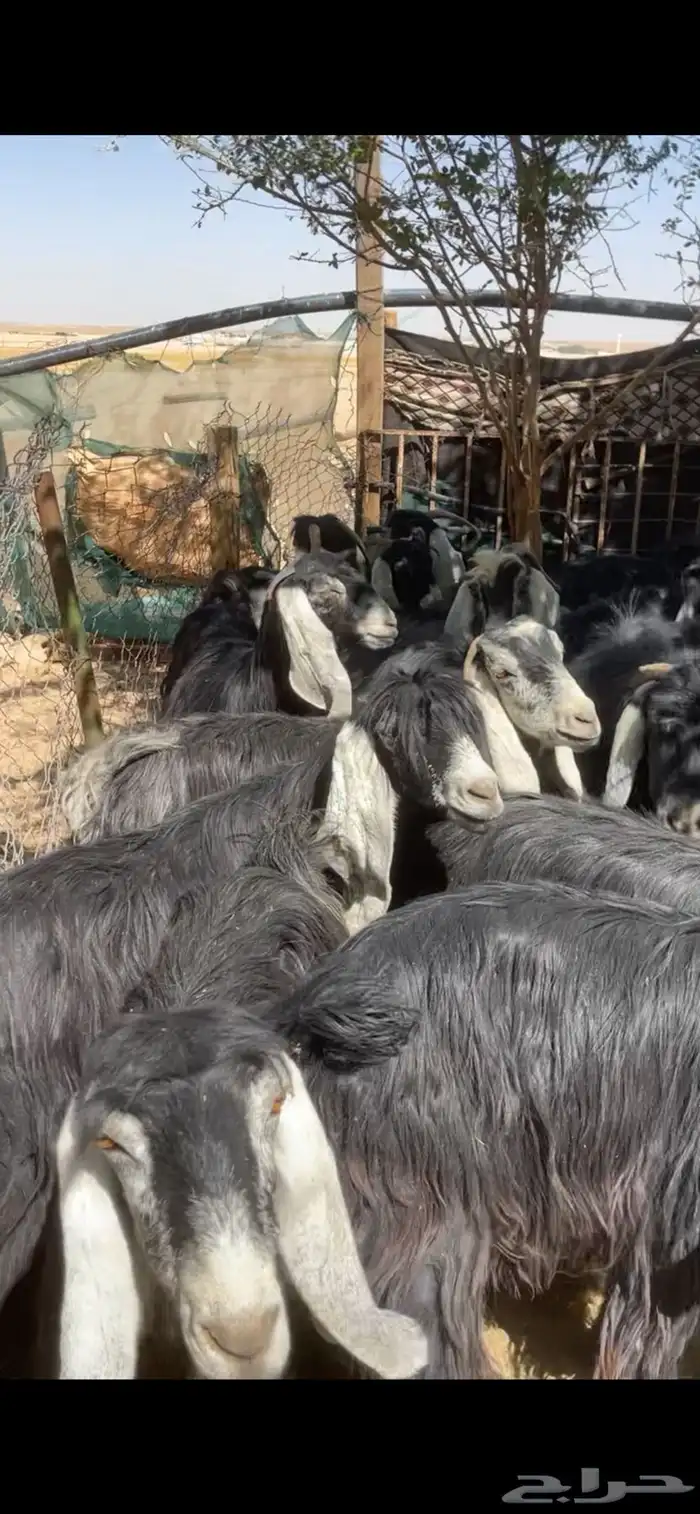 معزا عوارض مراح بفحولها 14