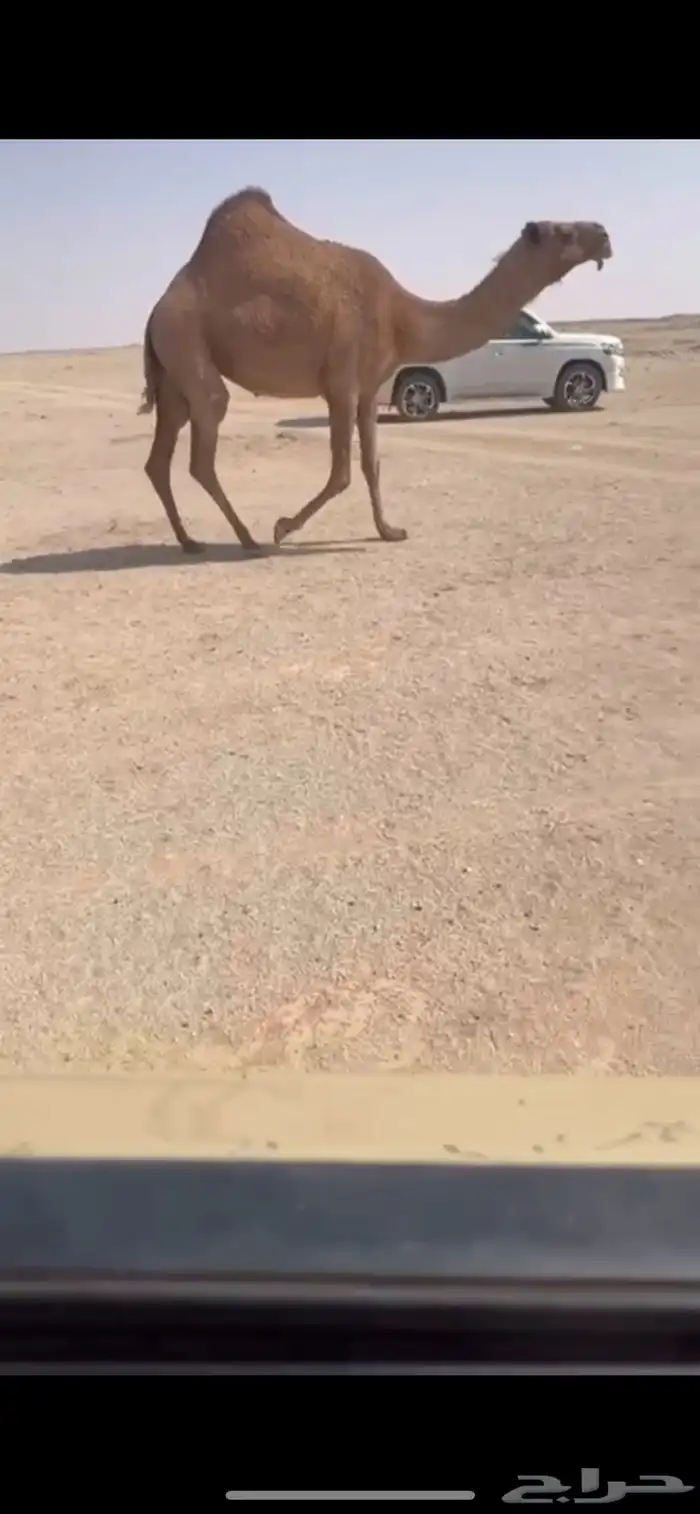 ناقه 0