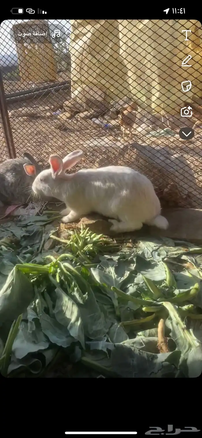 ارانب ايطالي دفع 4