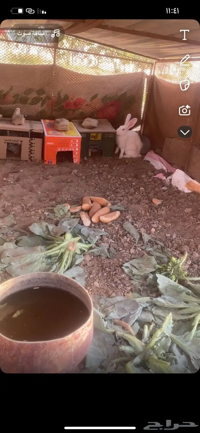 ارانب ايطالي دفع 3