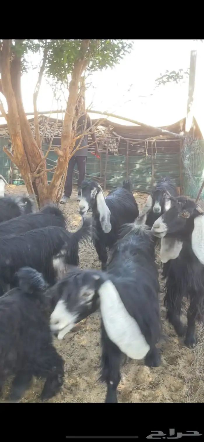 معزا عوارض مراح بفحولها 5