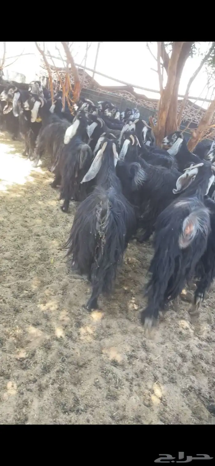 معزا عوارض مراح بفحولها 8