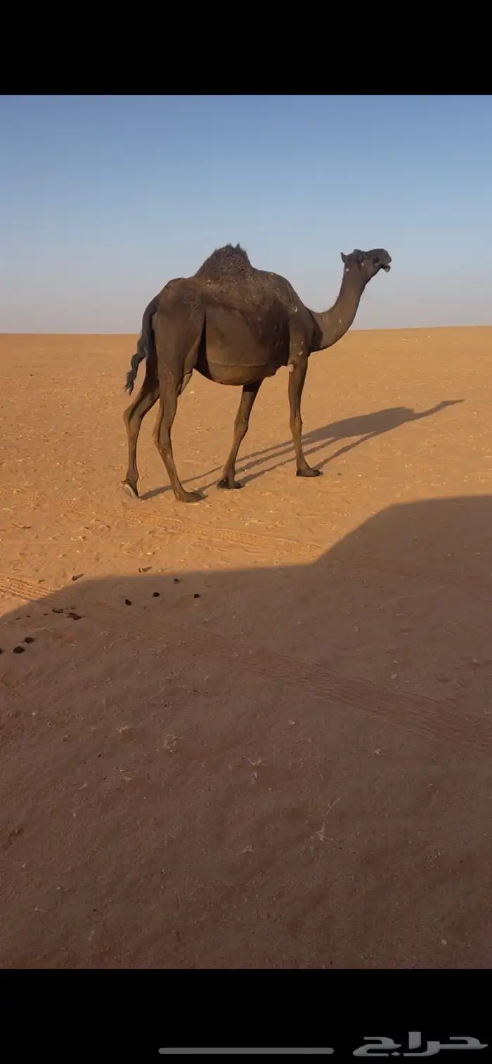 بكر لقحه بثنوها 0