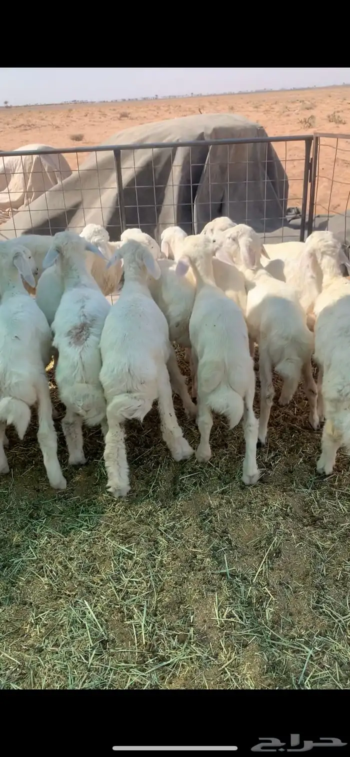 البيع بهم 2