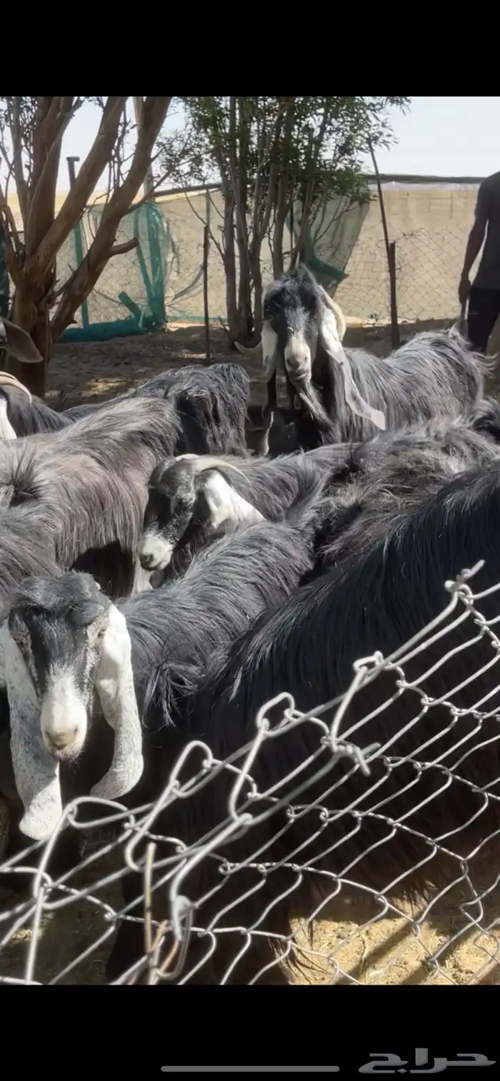 معزا عوارض مراح بفحولها 12