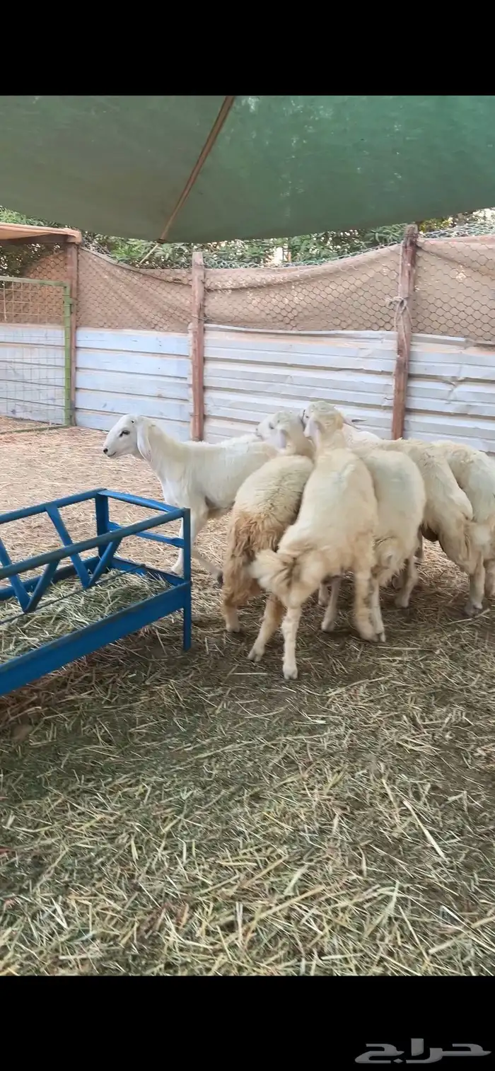 طليان حريه جبره 3