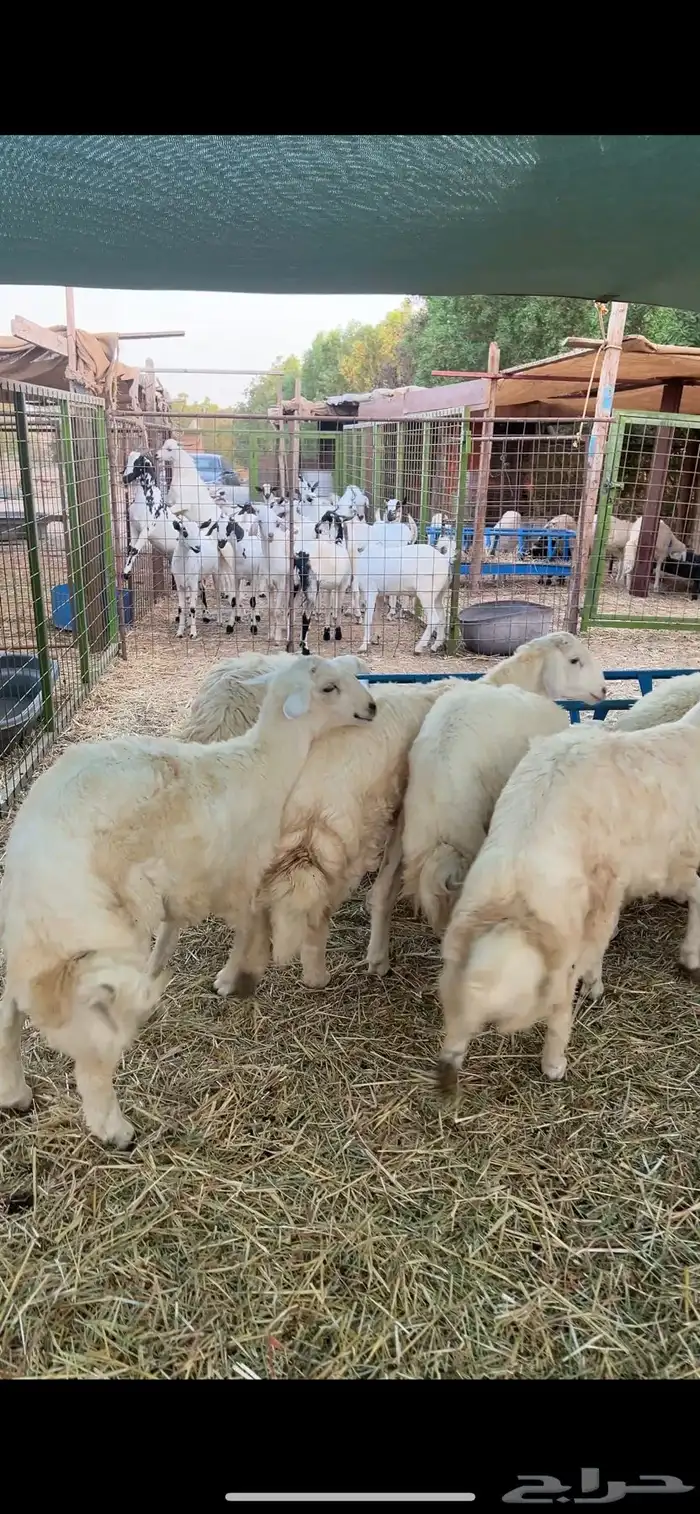 طليان حريه جبره 2