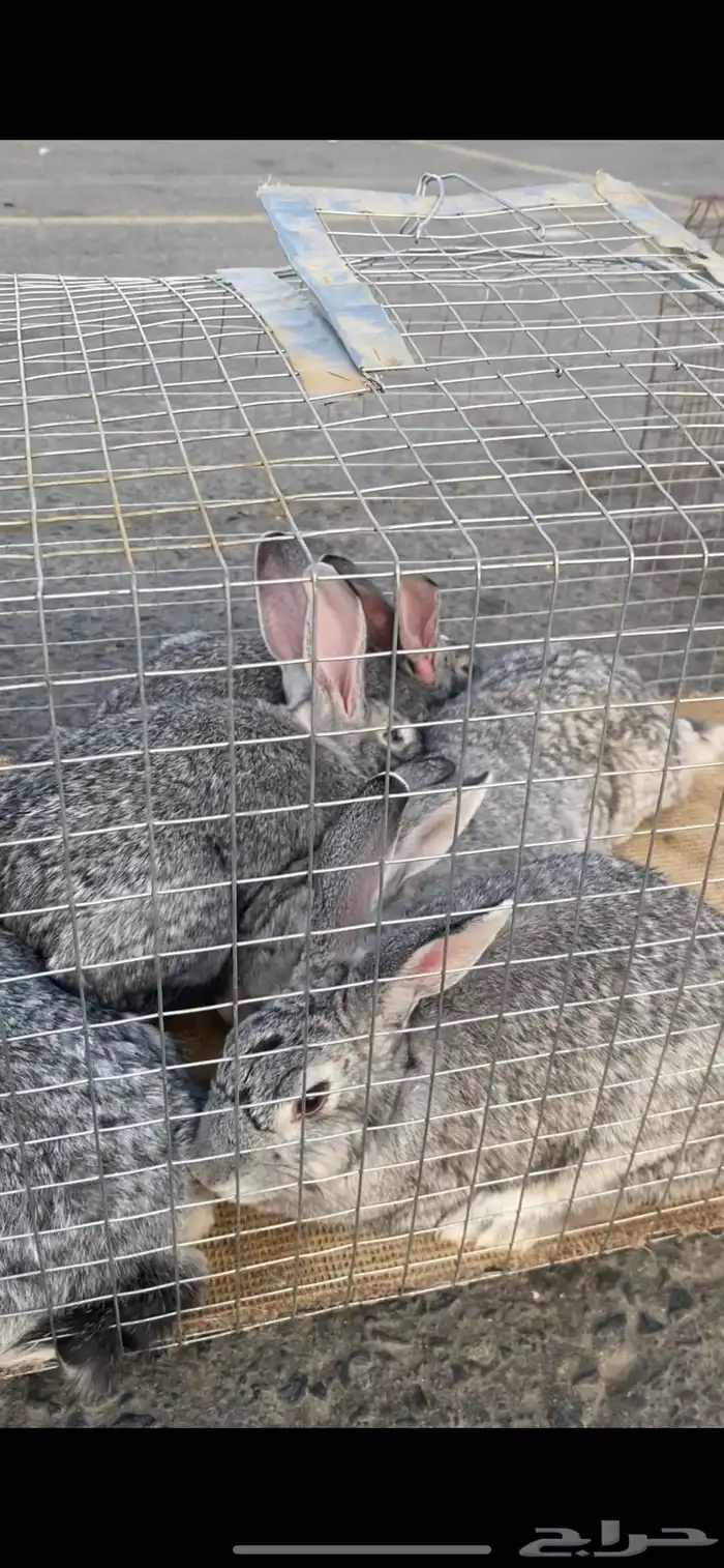 ارانب ايطالي دفع 1