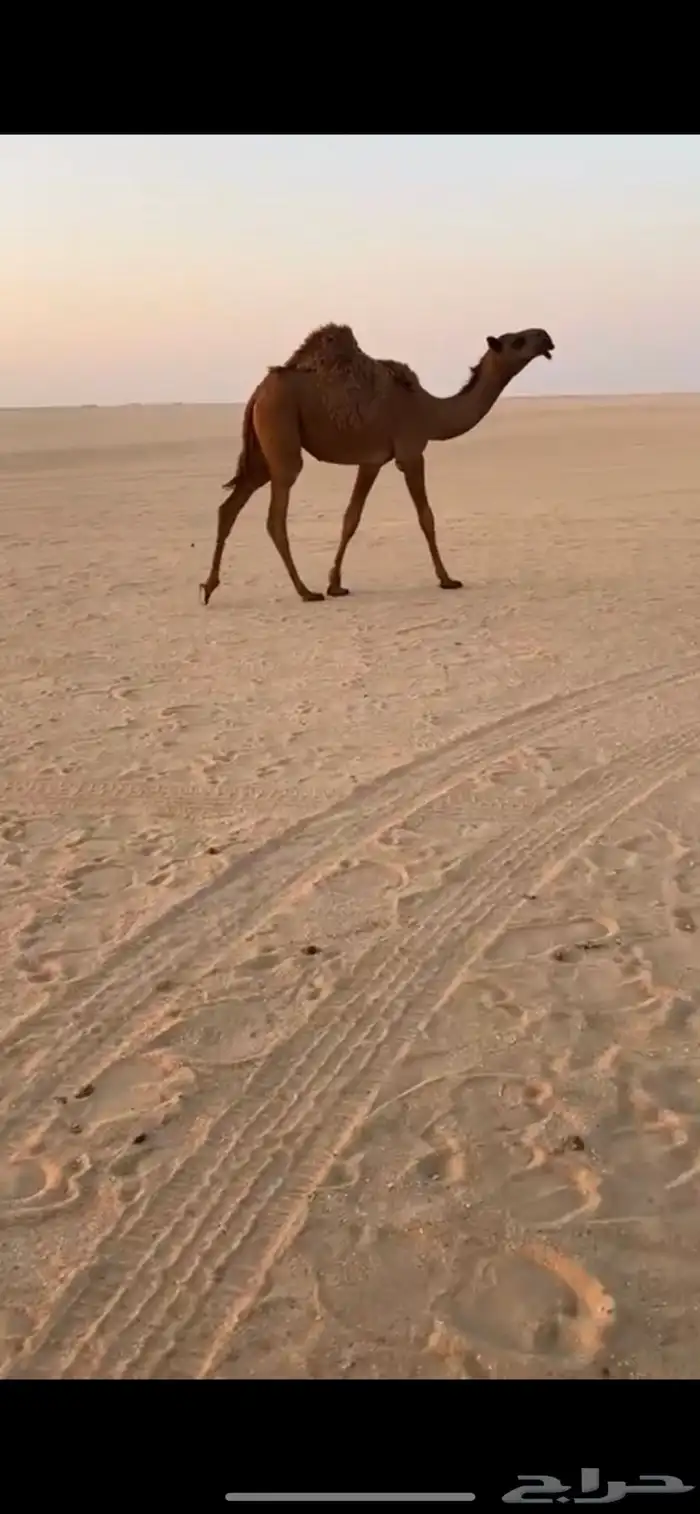 عشرا شعلا شعل ضروبه تحتها بكره مغتر 0