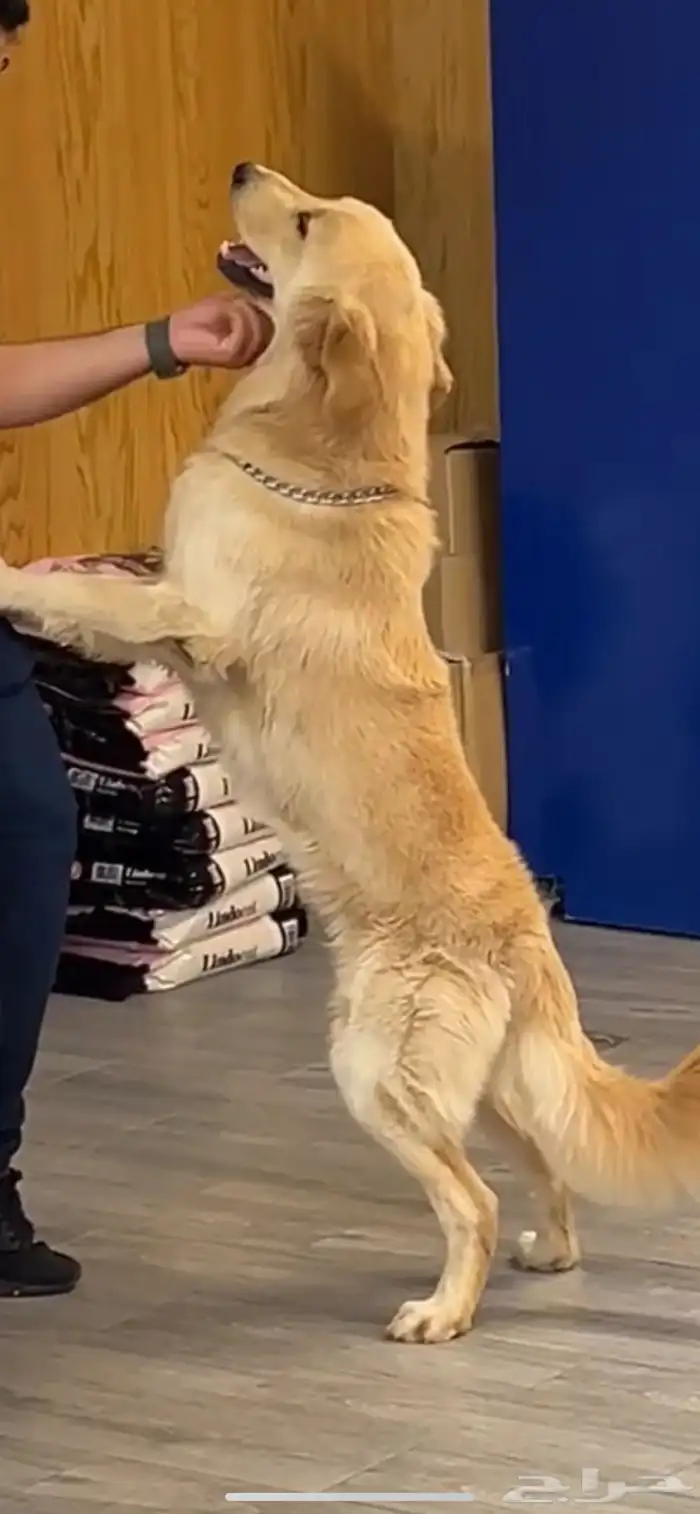 Golden retriever جولدن ريتريفر 3