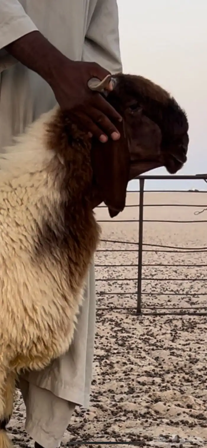 طلي صنف فاخر 1