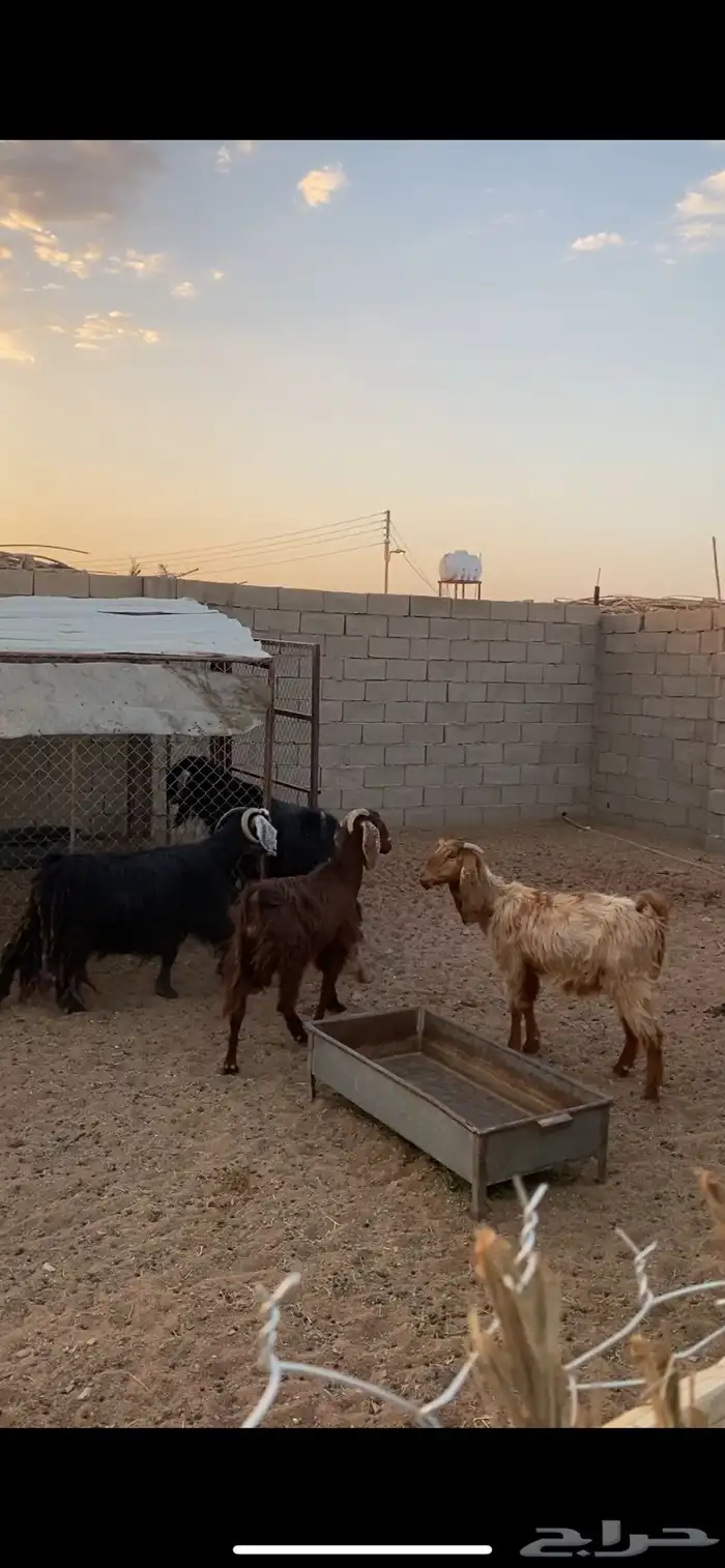 غنم للبيع معزا وفحلهن. العدد4 تيس وعنز مضرع و2 حيل 0