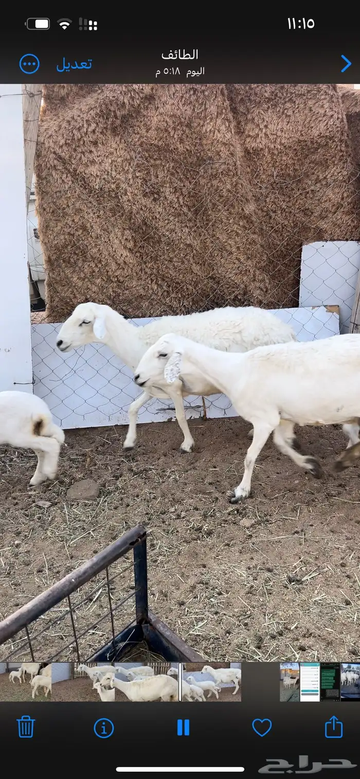 غنم طيبه خلفات رباع وقرح شبب 3