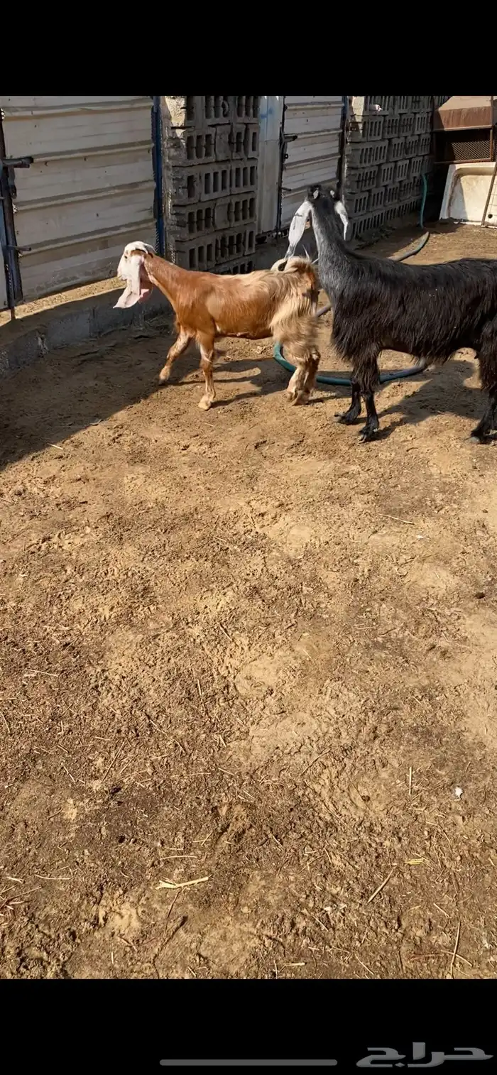 ماعز متبع 1