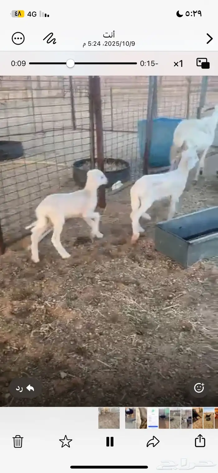 غنم ثلاث معهن ثنين ورخل نجديه 4