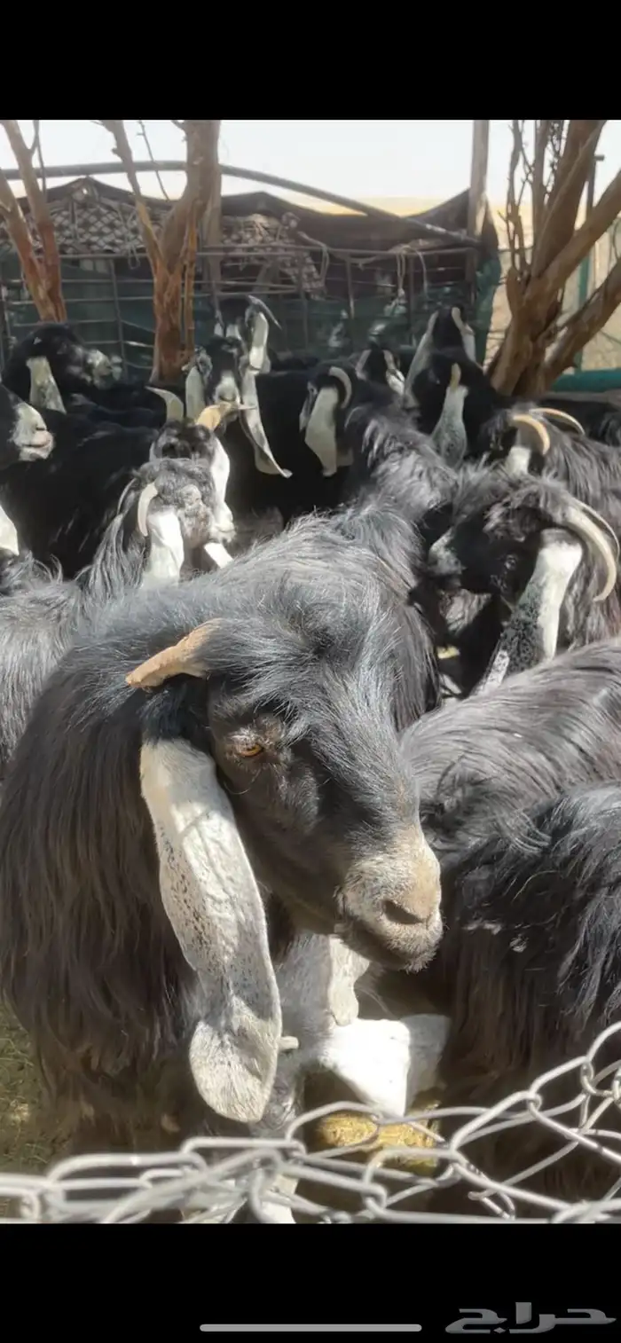 معزا عوارض مراح بفحولها 13