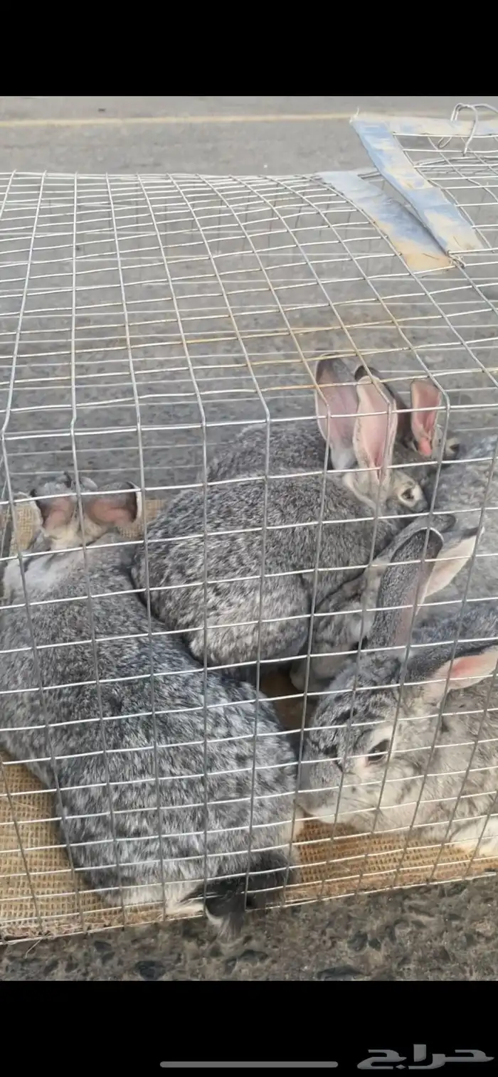 ارانب ايطالي دفع 2