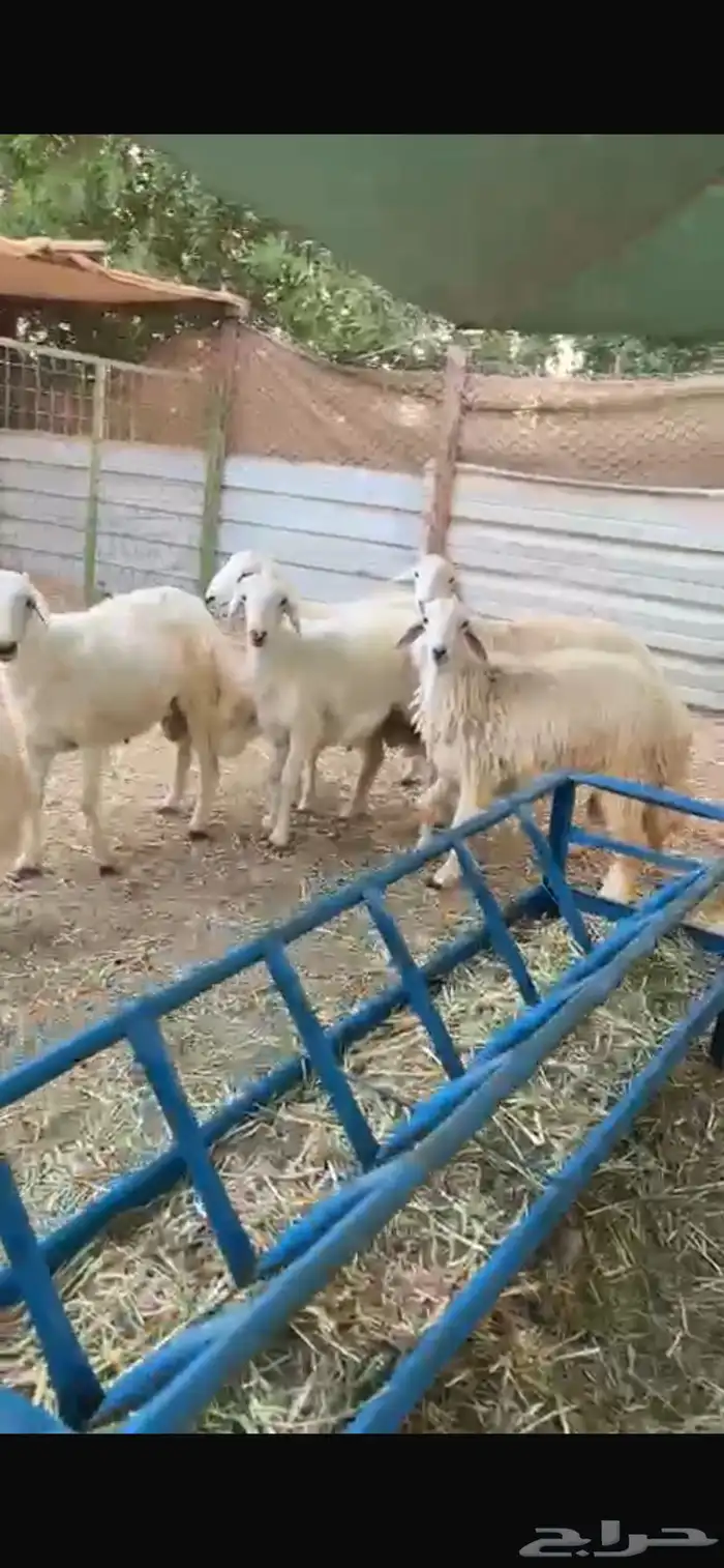 طليان حريه جبره 0