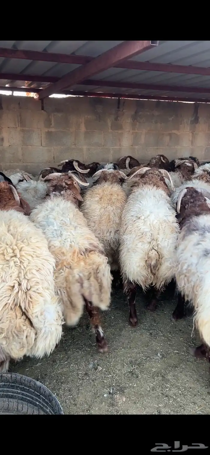 خرفان 2