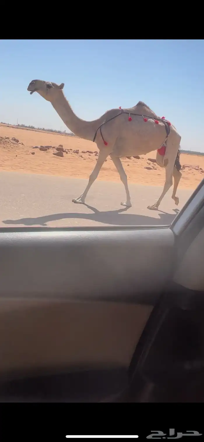 عشرا بكر طيبه تحتها بكره طيبه 1
