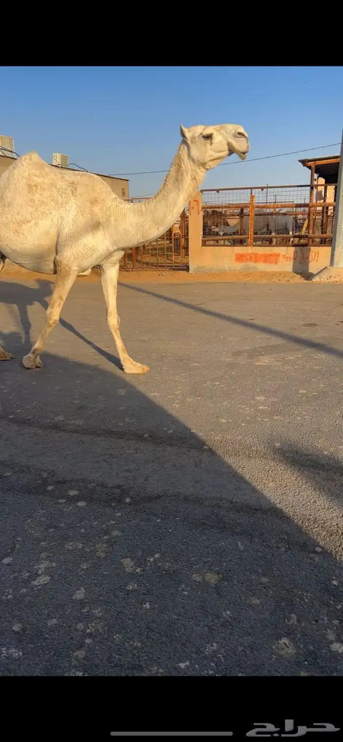 ناقه لقحه كفو وعلى بعير طيب 0