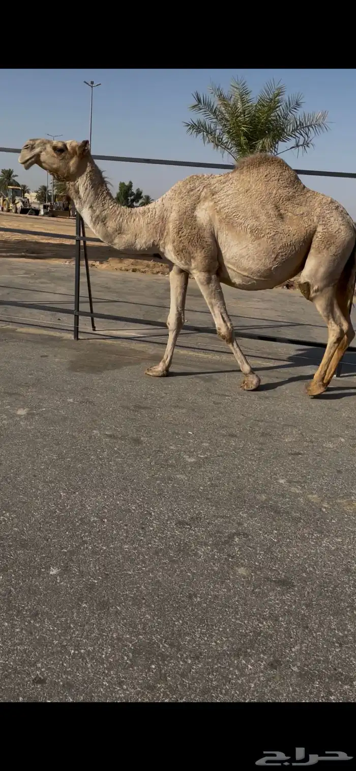 للبيع لقحه كفو لها تقريبا 9 شهور 4