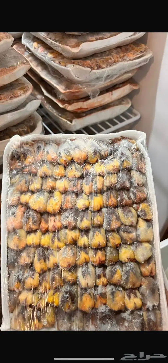 بواجي صيد مصر 1