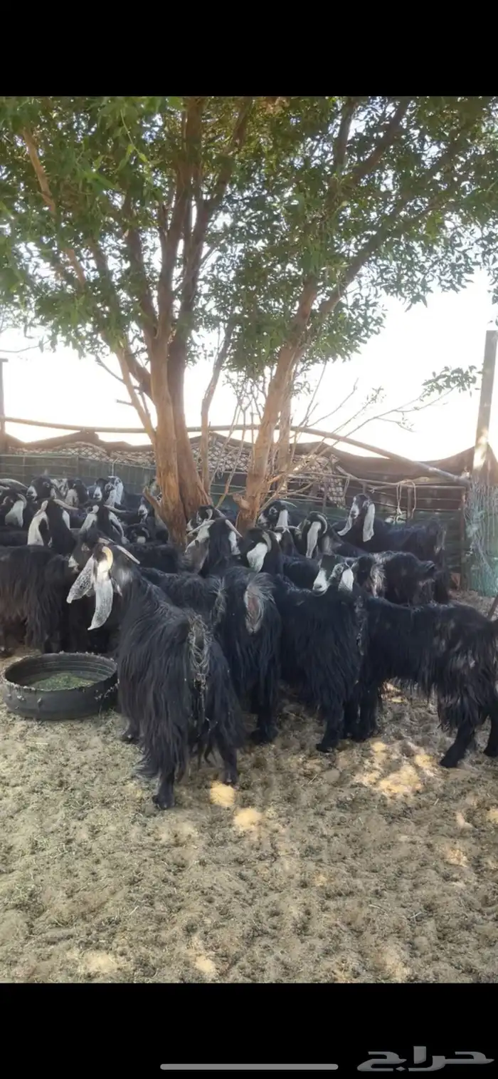 معزا عوارض مراح بفحولها 10