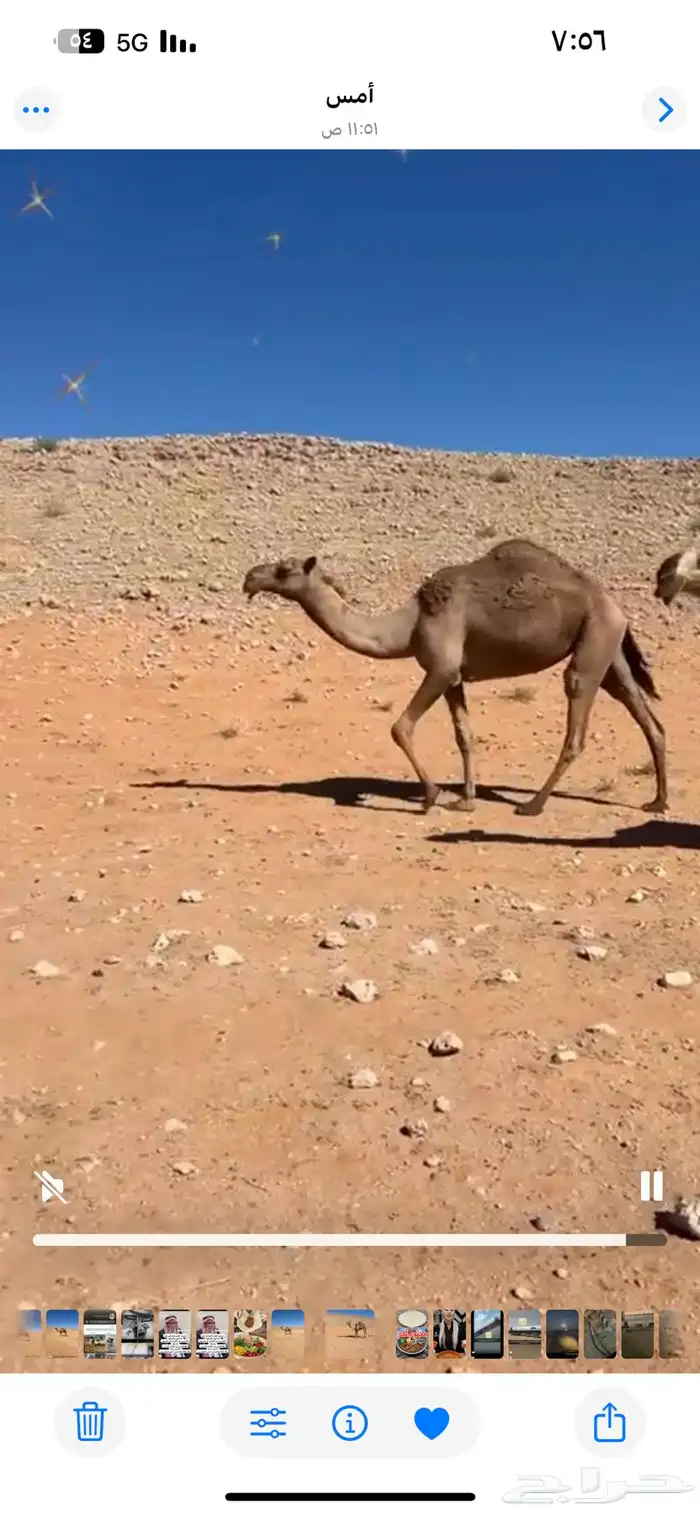 بكره للبيع 0