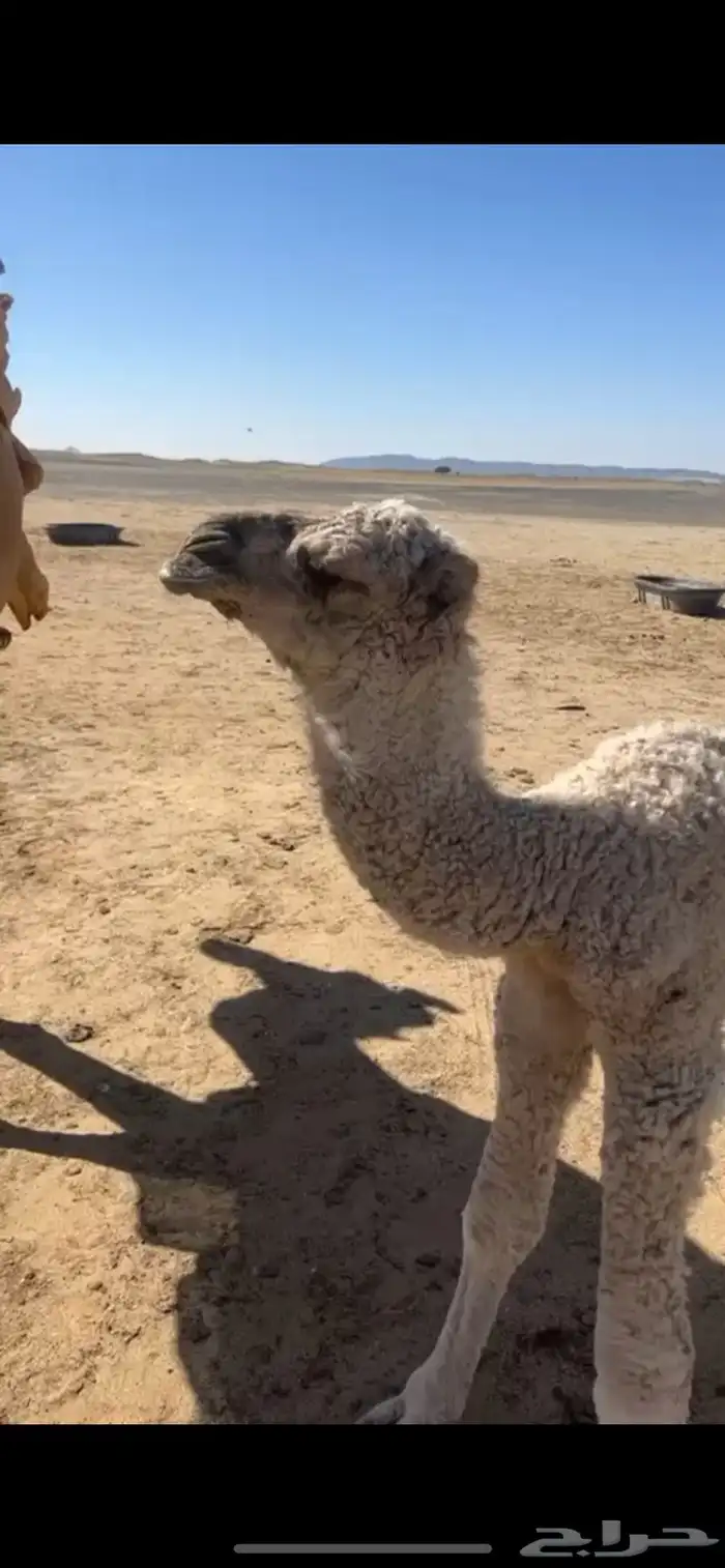 فحل باتلي 8