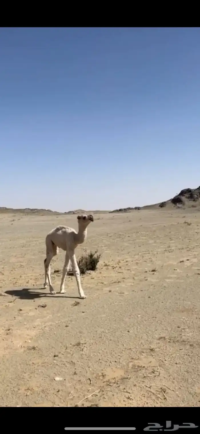 فحل باتلي 9