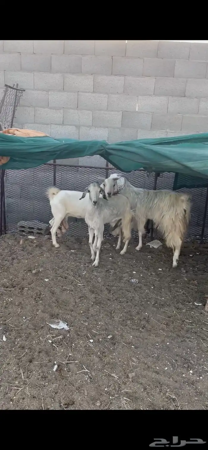 عرض معز مضريع فوق شهرين جروم طيب 2