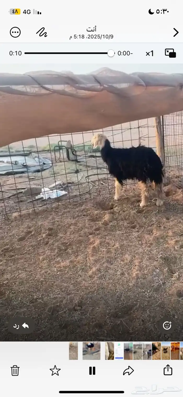 غنم ثلاث معهن ثنين ورخل نجديه 0