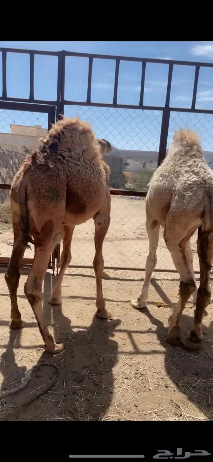 قعود ين للبيع 0