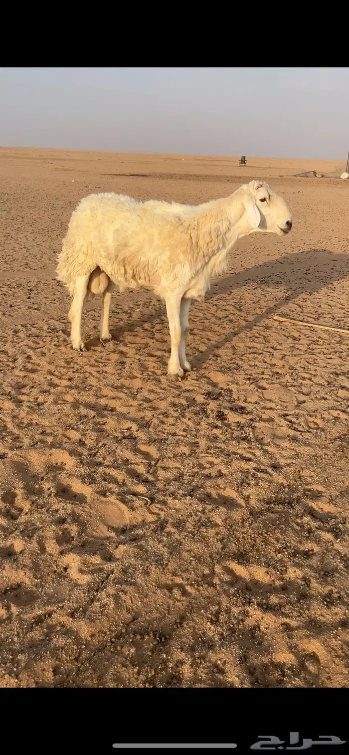 فحل حري فاخر 1