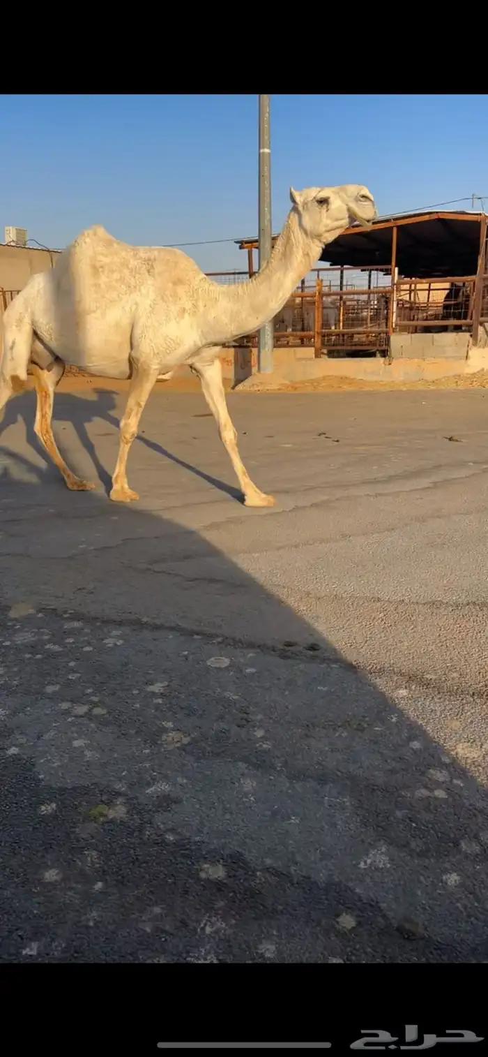 ناقه لقحه كفو وعلى بعير طيب 1