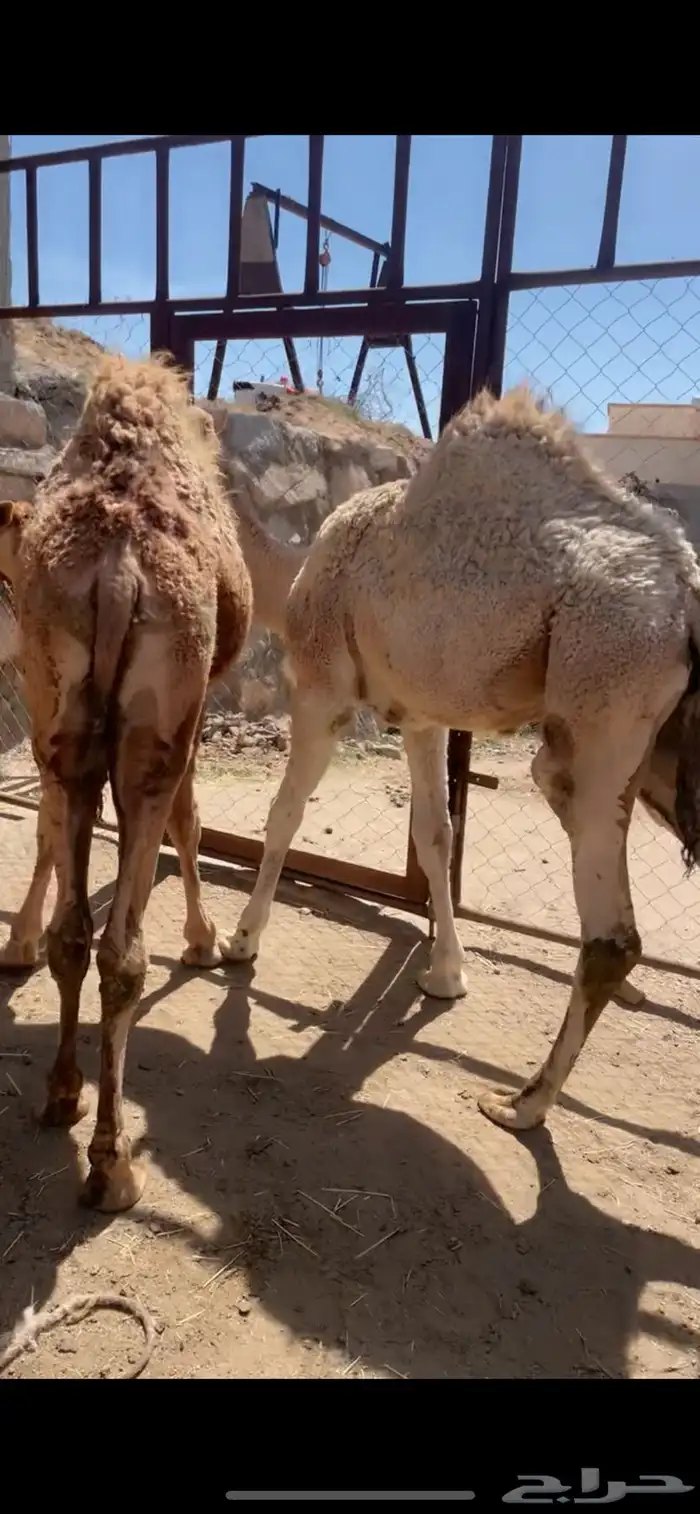 قعود ين للبيع 4
