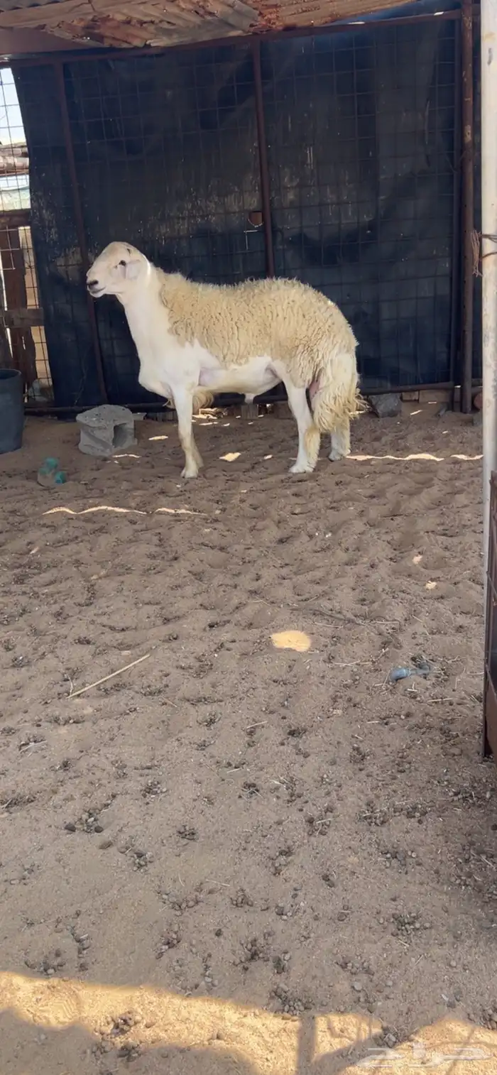 فحل صنف مشروط 1