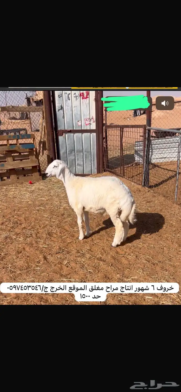 ذبايح 4