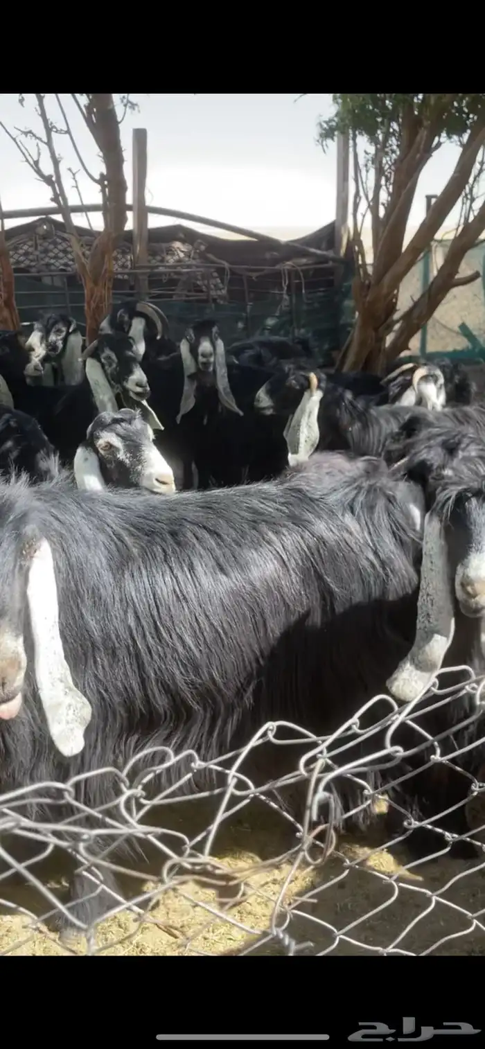 معزا عوارض مراح بفحولها 1