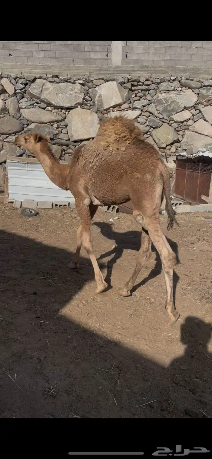 قعود ين للبيع 2