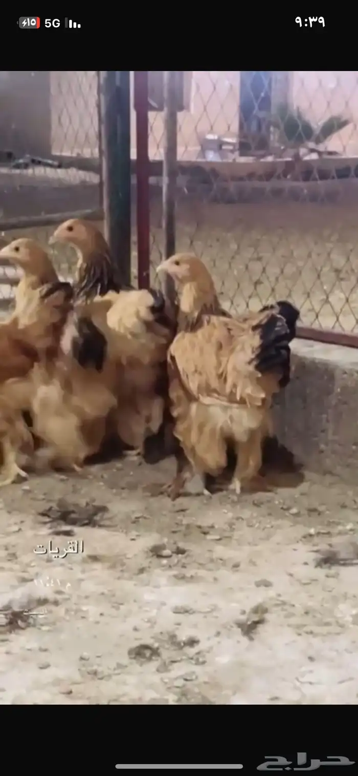 دجاج برااهمه 0