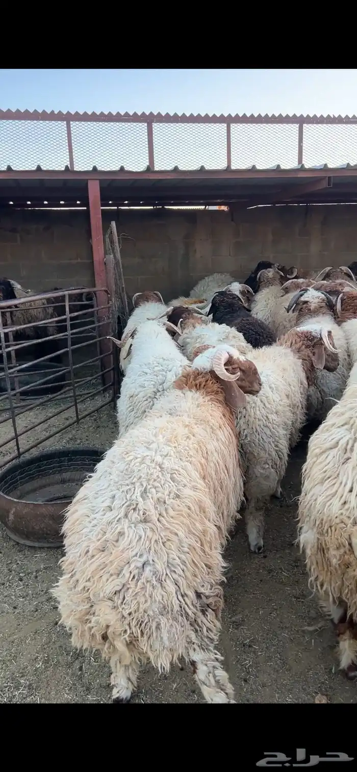 خرفان 4