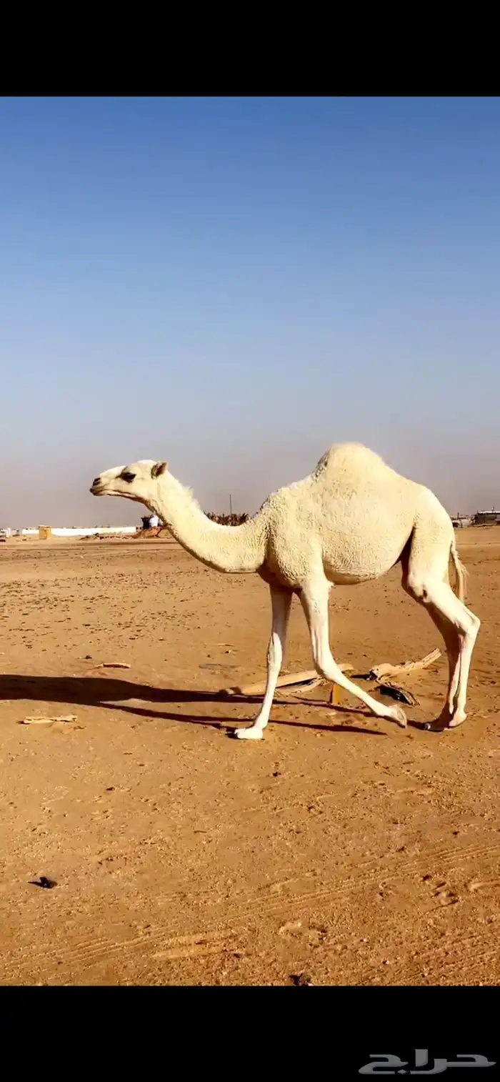 مفروده العمر 8شهور الموقع الجويه 0