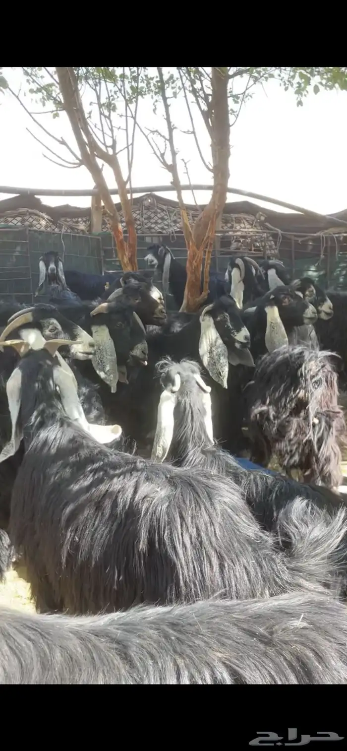 معزا عوارض مراح بفحولها 15