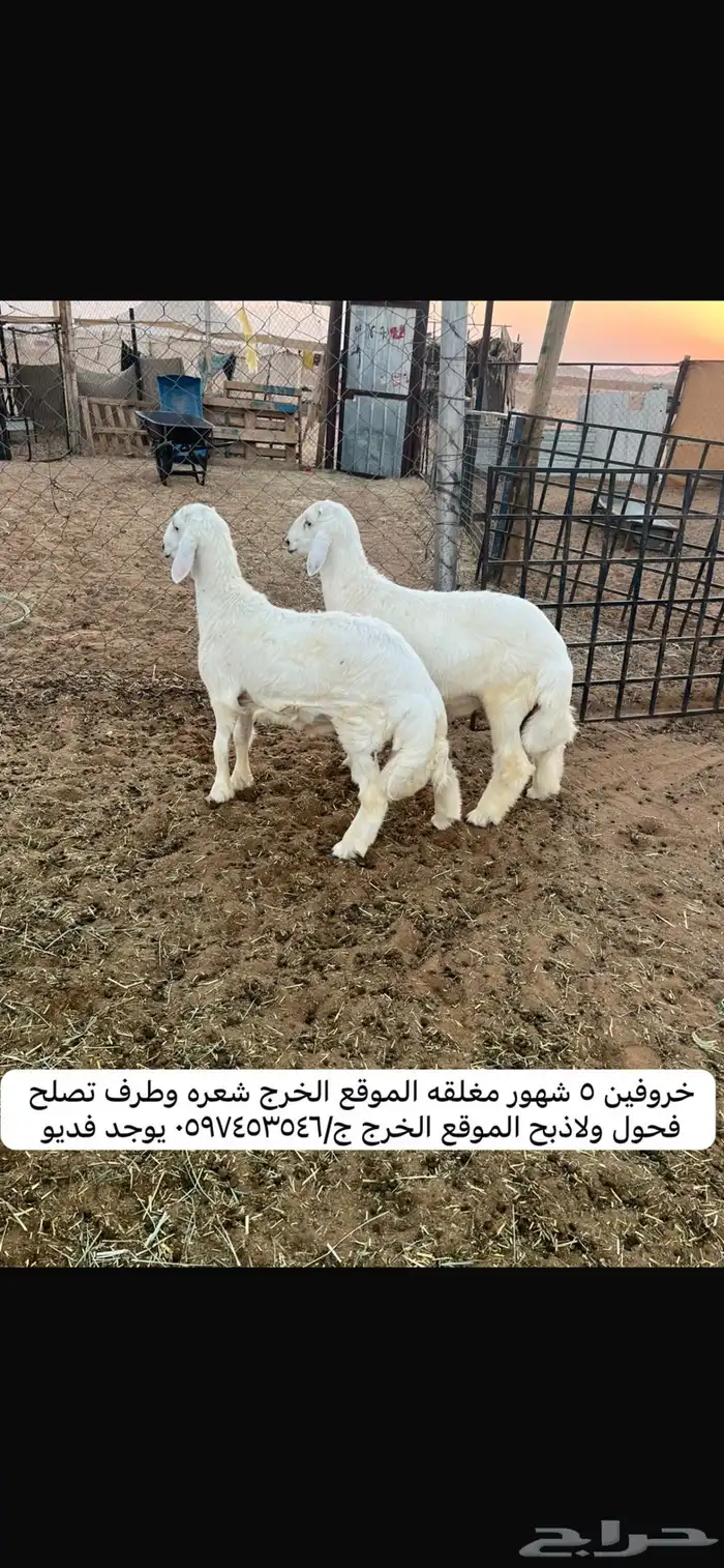 ذبايح 1