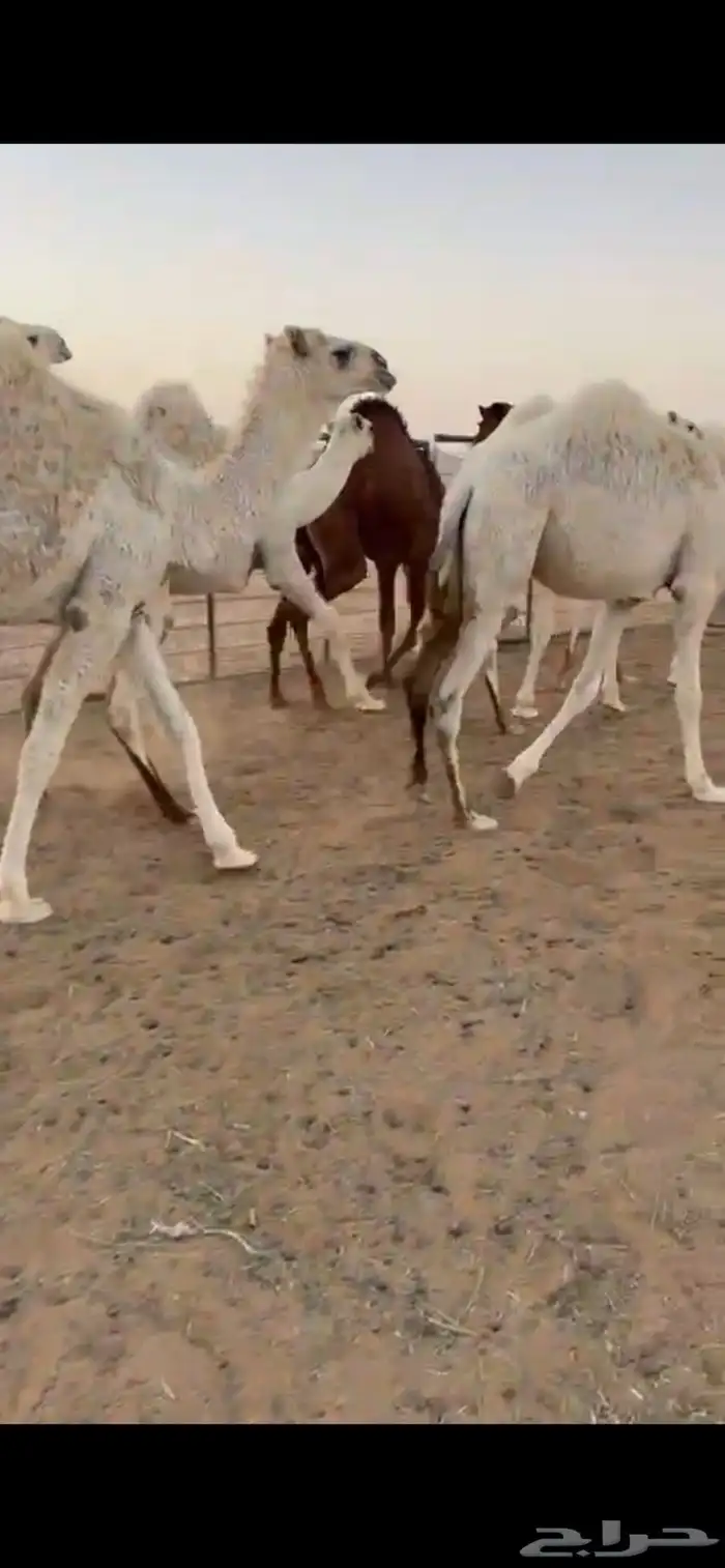 للبيع حشو فاخره 0