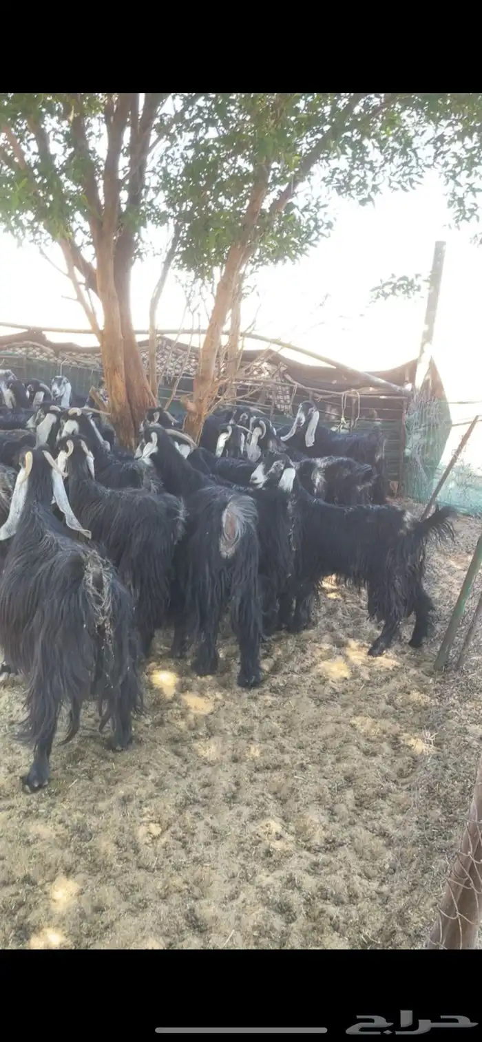 معزا عوارض مراح بفحولها 11