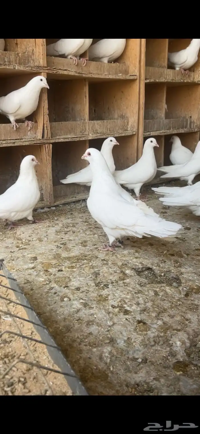 الخرج 0