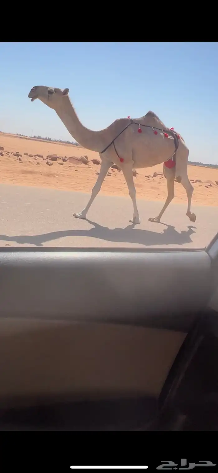 عشرا بكر طيبه تحتها بكره طيبه 0